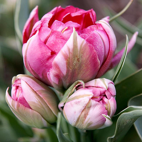 Купить Тюльпаны пионовидные двухцветные Flash Point от 9шт