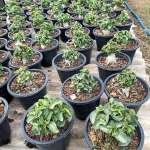 Адениум DHA PHET PAN LAN (PPL) корнесобственный