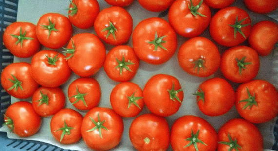 Корвинус F1 семена томата полудетерминантного (Seminis / Семинис) – фото 14