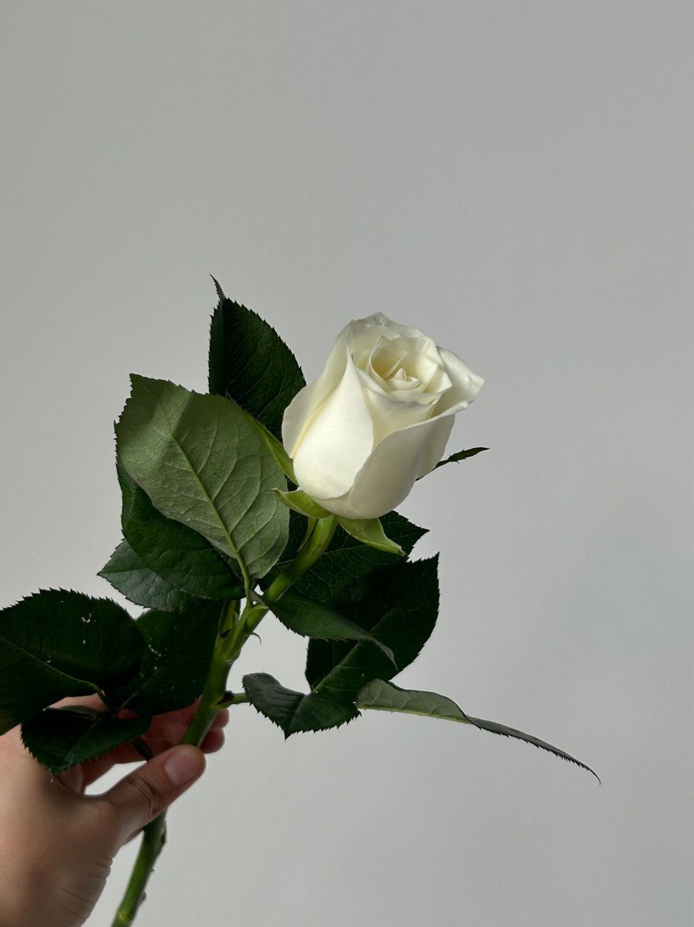 Роза белая (60 см) АКЦИЯ