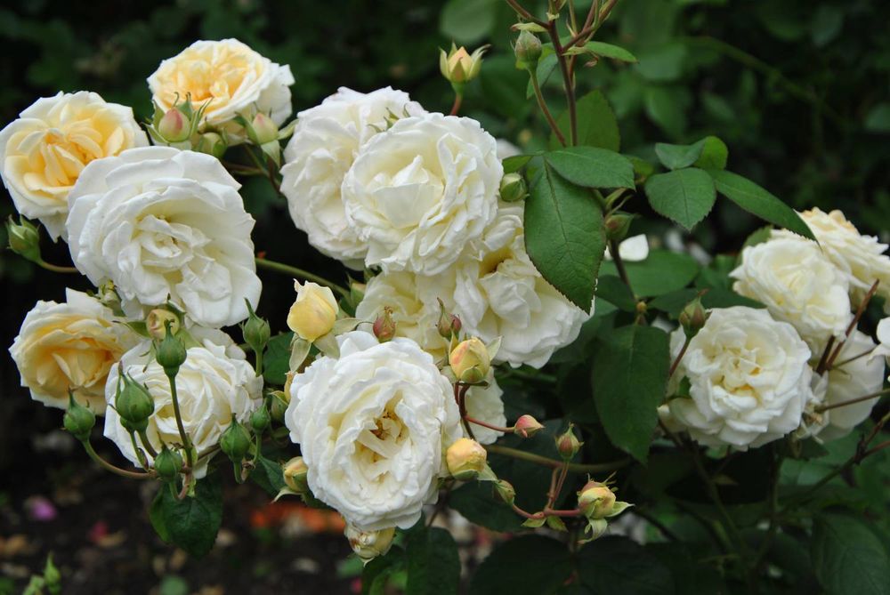 Мануэль Кановас (Manuel Canovas)