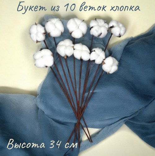 Хлопок сухоцвет