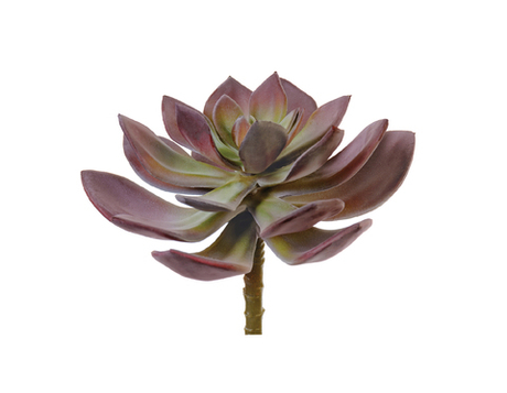 Суккулент Эхеверия Гиббифлора зелёно-бордовая припылённая