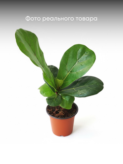 Фикус Barbie Banyan д. 11