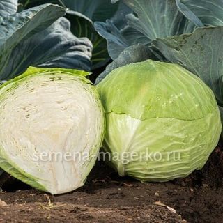 Капуста белокочанная Саксессор F1 2500 (семян)