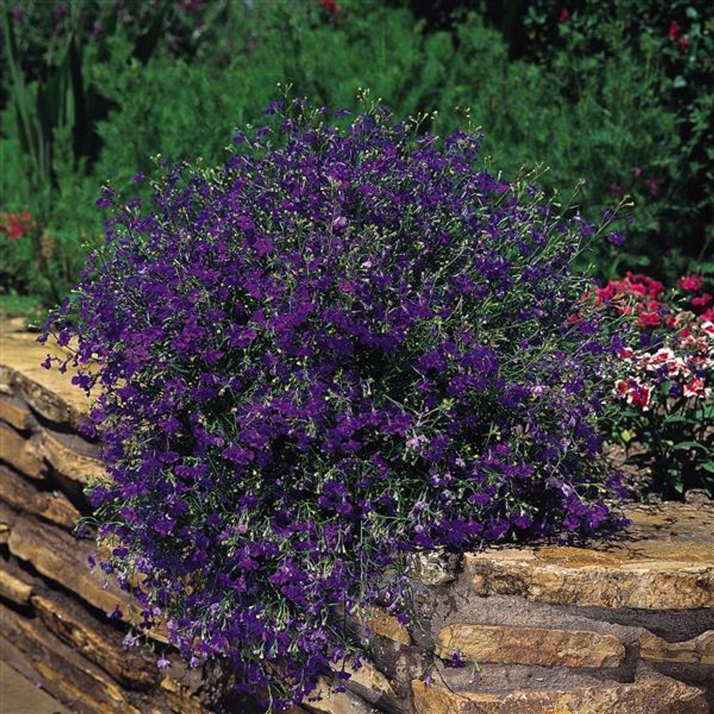 Лобелия ампельная Регата Марин Блю (1000др) Витагрин Профи