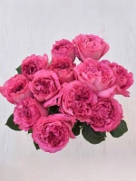 Роза чайно-гибридная Жанелли