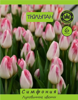 Тюльпан Луковица, Симфония, 6 шт
