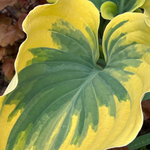 Хоста гибридная "Liberty". Hosta "Liberty".