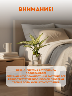 Аглаонема Jadeite д.11 горшок с автополивом