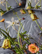 ESSENZA Комплект постельного белья Ficaria