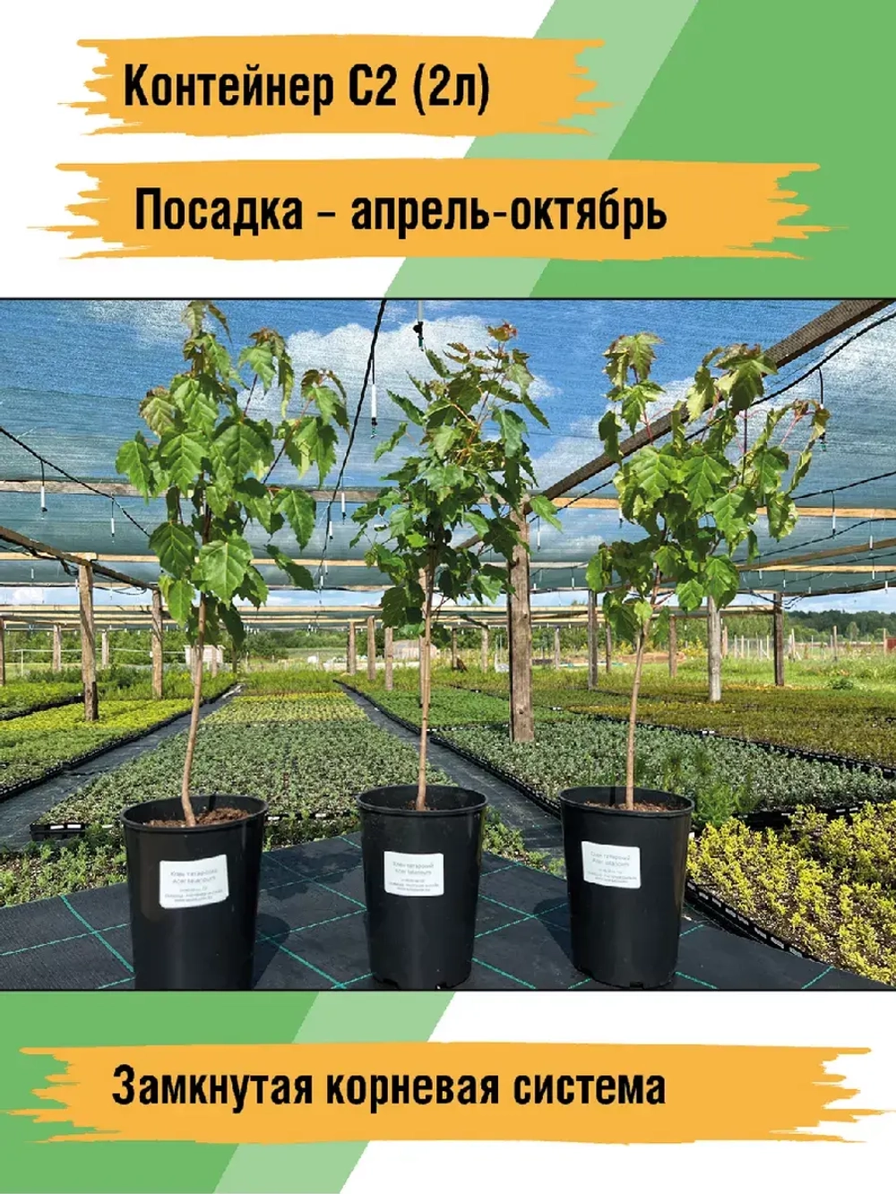 Саженец Клен Татарский