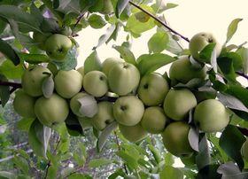 Яблони крупномеры