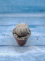 Astrophytum Asterias "Super Kabuto" (Астрофитум)