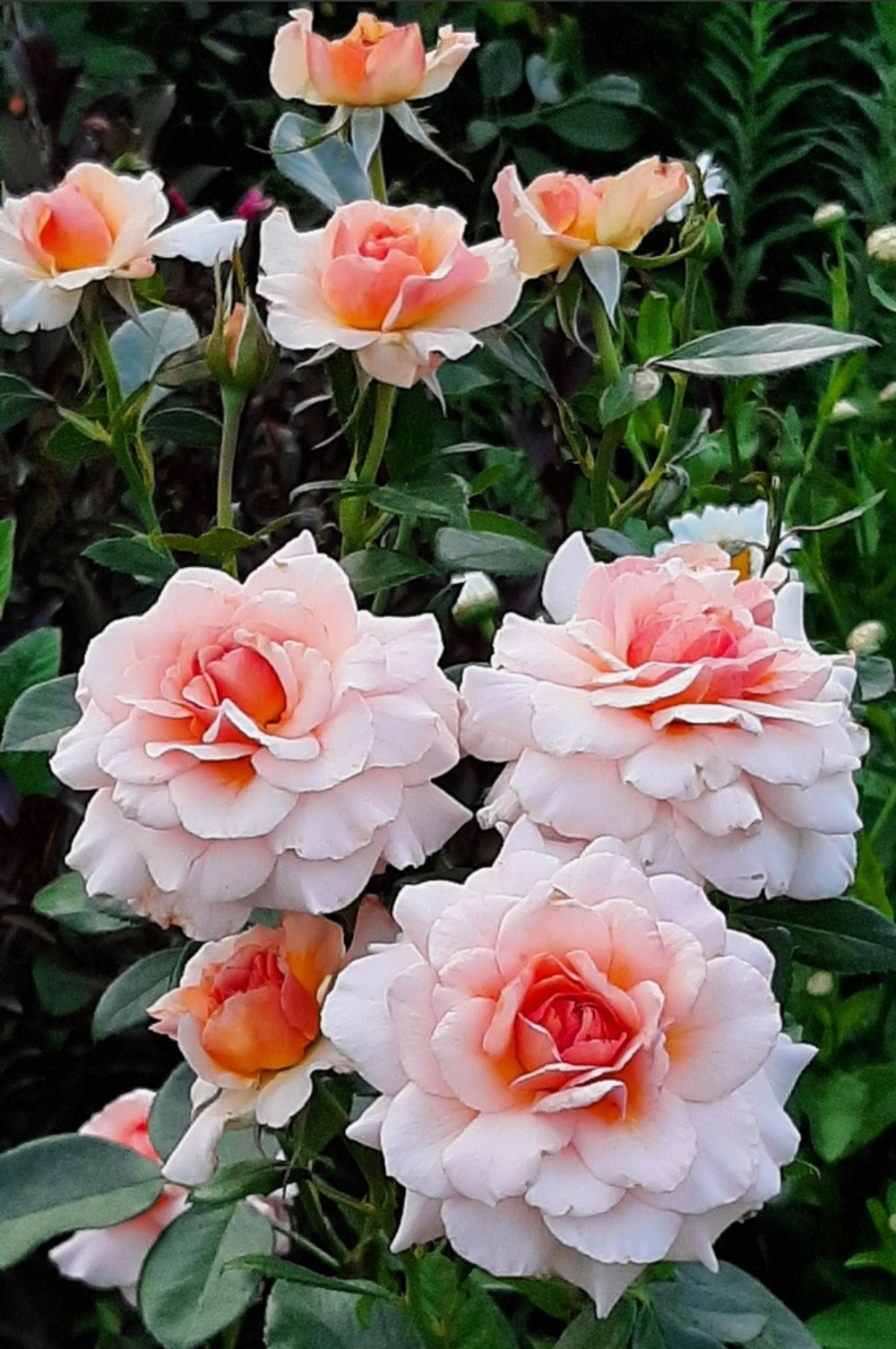 Роза флорибунда Маржолен С6