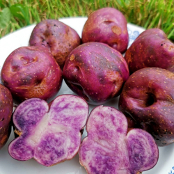 5 КЛУБНЕЙ картофеля Горный Из Перу