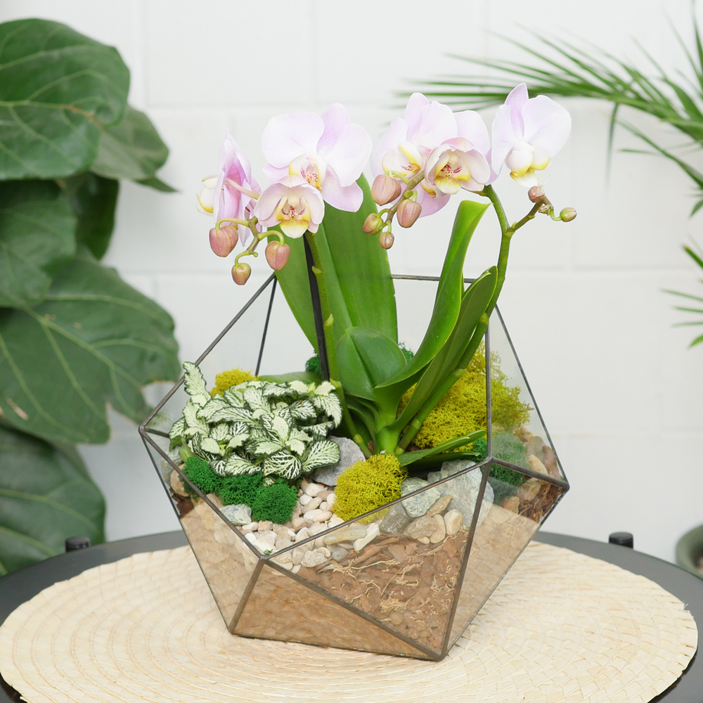Готовый флорариум с сиреневой орхидеей Икос