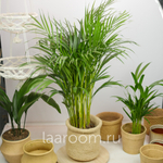 Хризалидокарпус 19/100