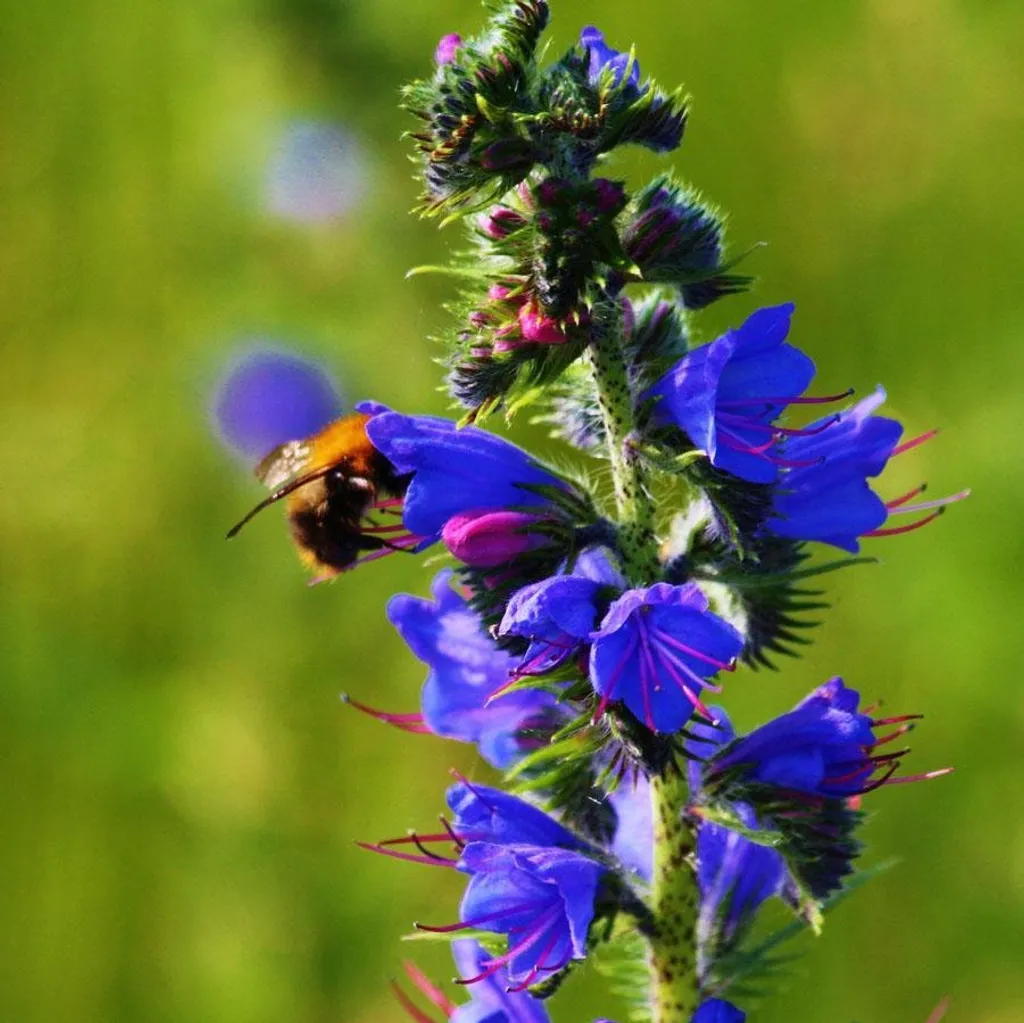 Иссоп лекарственный (трава)