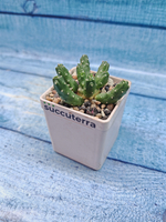 Euphorbia Inermis (Эуфорбия)