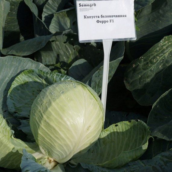 Ферро F1 семена капусты белокочанной (Seminis / Семинис) продукт – фото 2