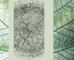 Коллекция GREENDAY