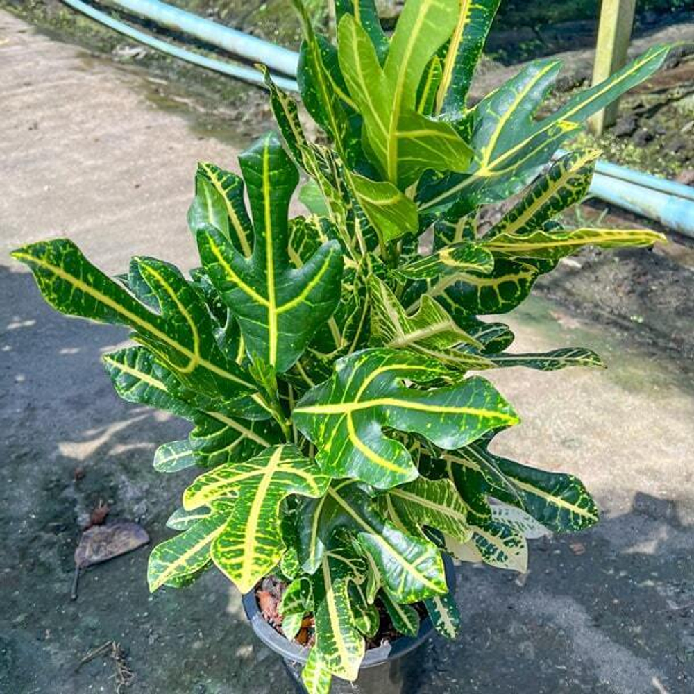 Кротон TRI THONG