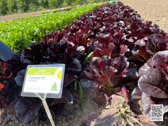 Туринус семена салата ромэн (Rijk Zwaan / Райк Цваан) в поле – фото 17