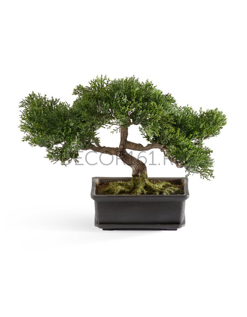 Бонсай Сосна-мини в кашпо в-22 см 6/24 10.0209800