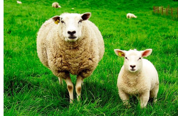 Для подстригания газонов в Эстонии хотят использовать овец Для подстригания газонов в Эстонии хотят использовать овец