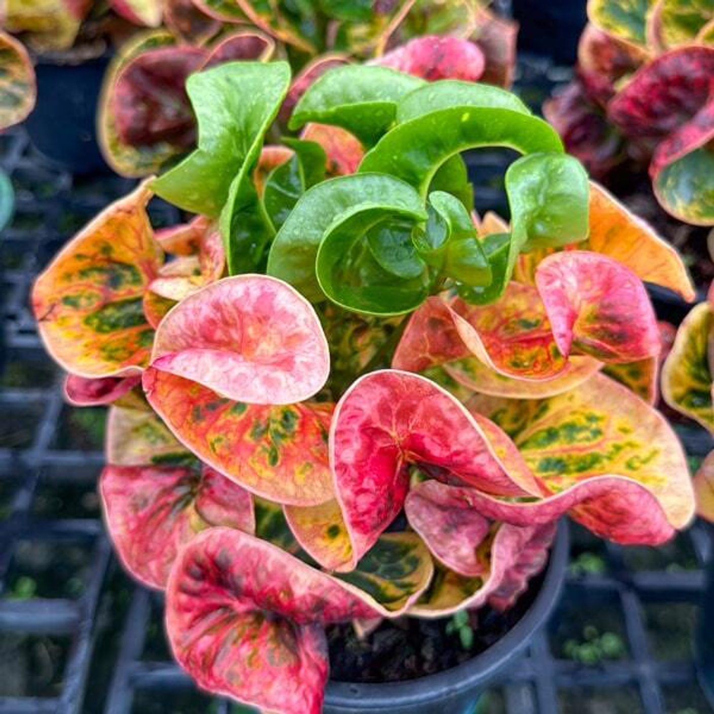 Уход за комнатными растениями