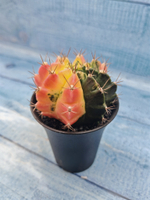 Gymnocalycium Variegata (Гимнокалициум Вариегатный)