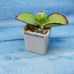 Kalanchoe Synsepala (Каланхоэ)