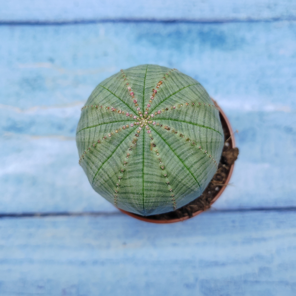 Euphorbia Obesa (Эуфорбия)