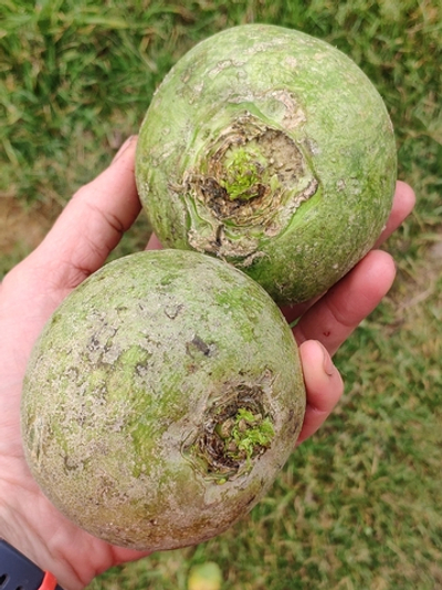 Редька зеленая