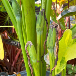 Колоказия WANG THONG