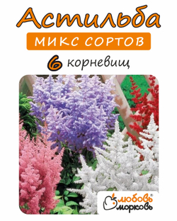 Корневище, Астильба микс сортов, 6 шт