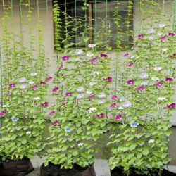 GGN-1 GREEN APPLE Сеть садовая для вьющихся 0,9*1,8м