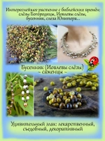 Бусенник Иовлевы слёзы