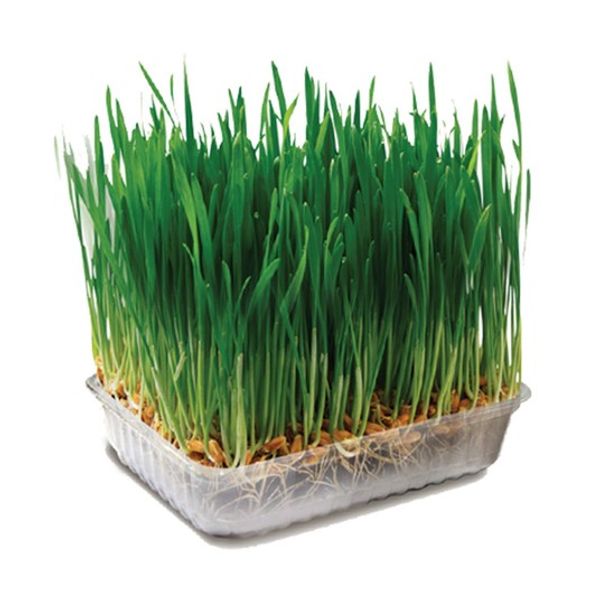 Травка для животных Triol, 70г