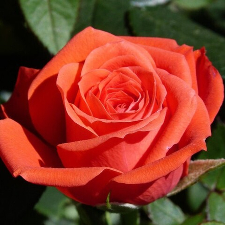 Роза чайно-гибридная Деметра