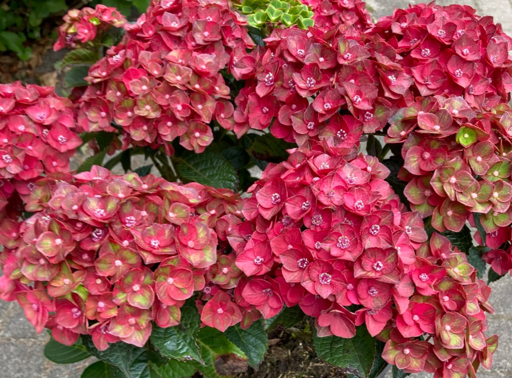 Rebelion Farrari Love (Ребелион Фаррари Лав) Р12 Европа 2026