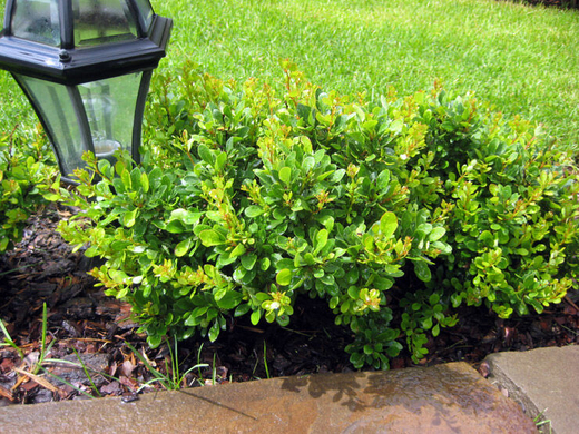 Барбариса Тунберга Кобольд С3 Закупка М60 июнь 2026