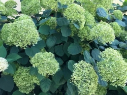 Гортензия древовидная Лайм Рики (3/5 веток) Закупка М59 апрель 2026