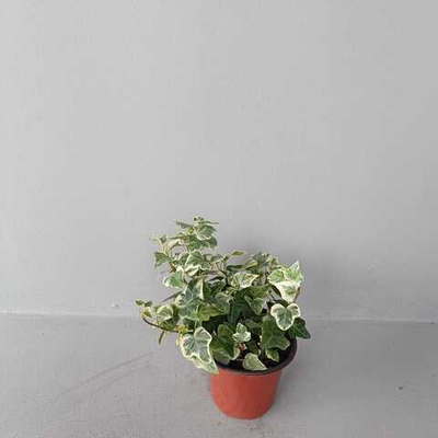 Хедера хеликс Вариегата