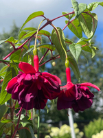 Фуксия Adalbert Bogner