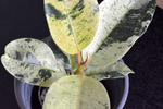 Фикус Шривериана / Ficus Schrijveriana