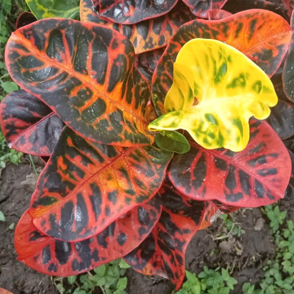 Кротон SINGASARI