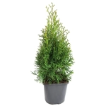 Туя западная Smaragd