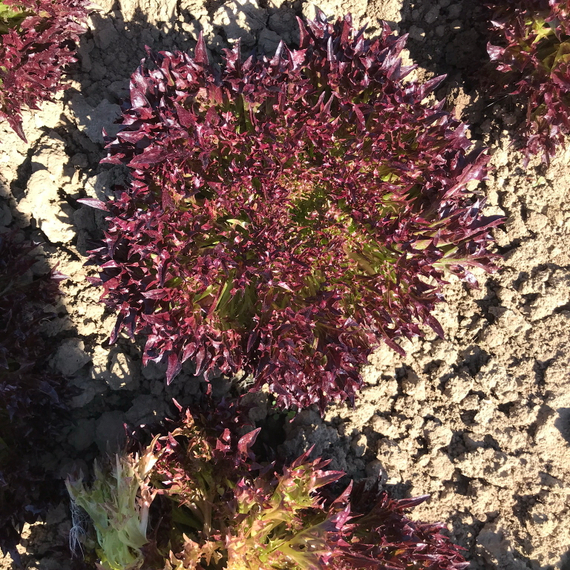 Триплекс семена салата хрустящего с сильно рассеченным листом (Rijk Zwaan / ALEXAGRO) культура – фото 3